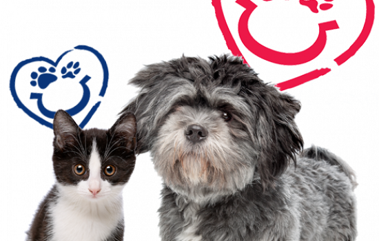 dog-cat-isolated-pflu-logo-accent